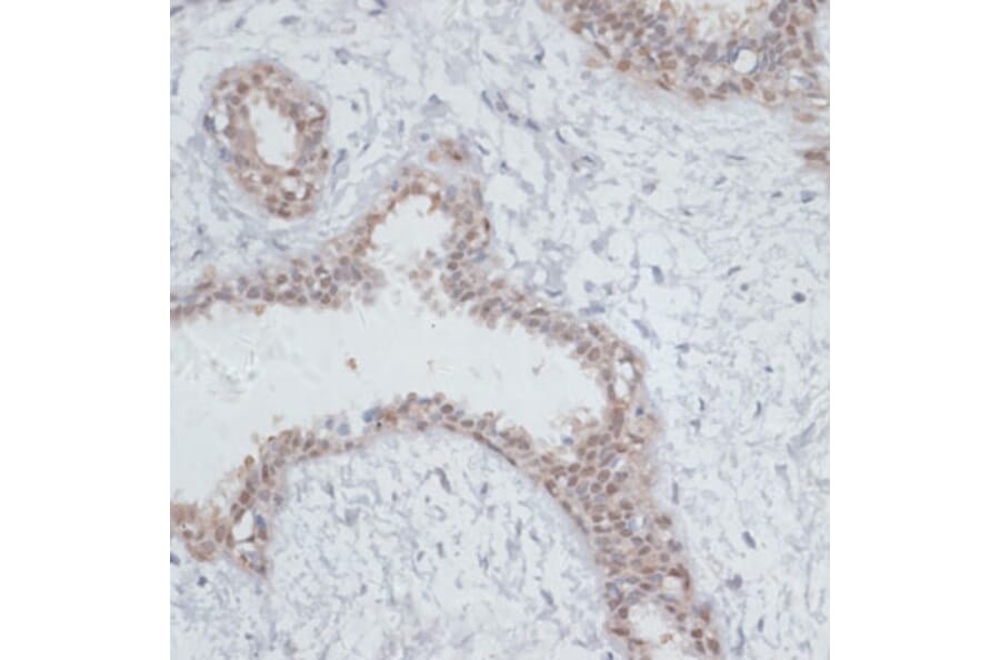 Immunohistochemistry - Anti-NOL3 Antibody (A15171) - Antibodies.com