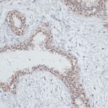 Immunohistochemistry - Anti-NOL3 Antibody (A15171) - Antibodies.com