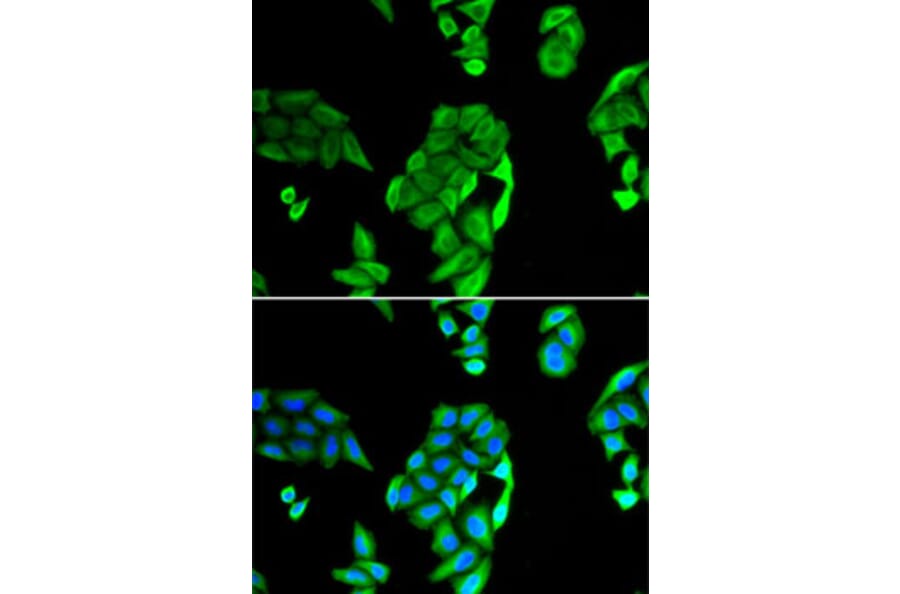 Immunofluorescence - Anti-NOL3 Antibody (A15171) - Antibodies.com