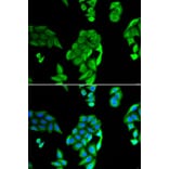 Immunofluorescence - Anti-NOL3 Antibody (A15171) - Antibodies.com