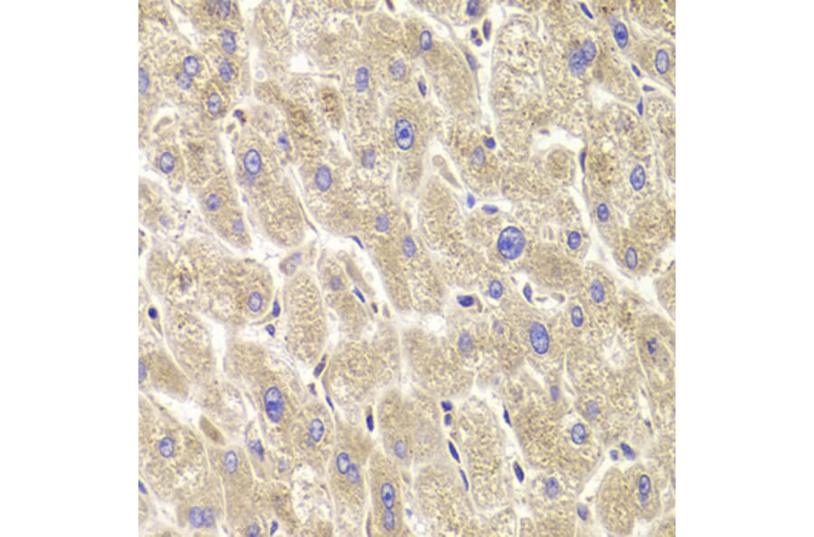 Immunohistochemistry - Anti-TXNL1 Antibody (A6322) - Antibodies.com
