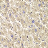 Immunohistochemistry - Anti-TXNL1 Antibody (A6322) - Antibodies.com