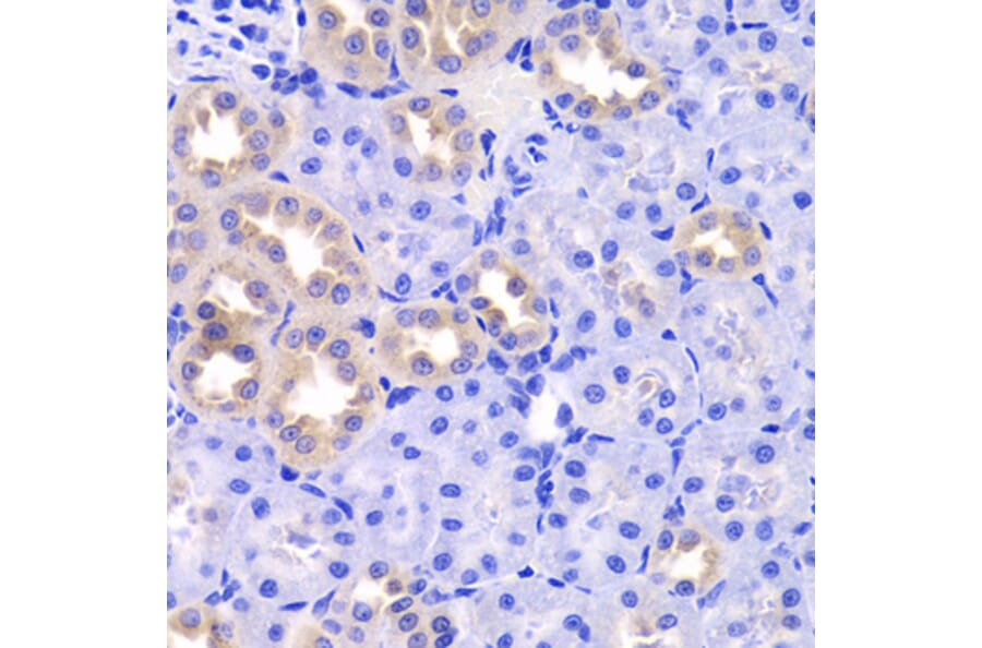 Immunohistochemistry - Anti-TXNL1 Antibody (A6322) - Antibodies.com