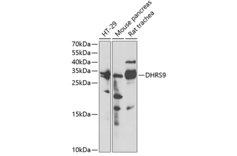 Western Blot - Anti-DHRS9 Antibody (A15173) - Antibodies.com