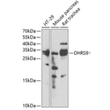 Western Blot - Anti-DHRS9 Antibody (A15173) - Antibodies.com