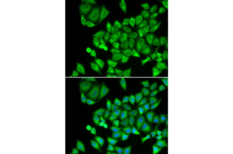 Immunofluorescence - Anti-DHRS9 Antibody (A15173) - Antibodies.com