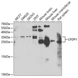 Western Blot - Anti-CFDP1 Antibody (A6325) - Antibodies.com