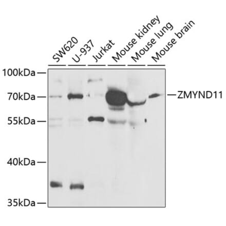Western Blot - Anti-BS69 Antibody (A15175) - Antibodies.com