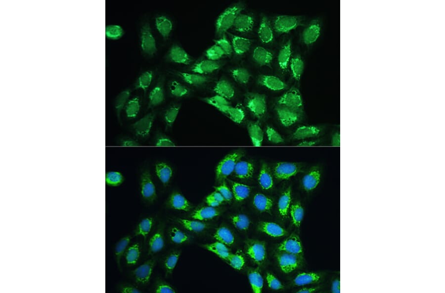 Immunofluorescence - Anti-Peroxiredoxin 5 Antibody (A15176) - Antibodies.com