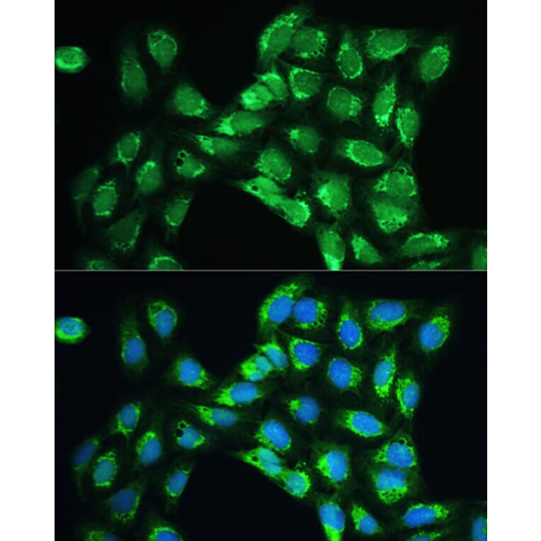 Immunofluorescence - Anti-Peroxiredoxin 5 Antibody (A15176) - Antibodies.com