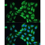 Immunofluorescence - Anti-Peroxiredoxin 5 Antibody (A15176) - Antibodies.com