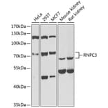 Western Blot - Anti-RNPC3 Antibody (A6333) - Antibodies.com