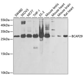 Western Blot - Anti-BAP29 Antibody (A15180) - Antibodies.com