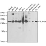 Western Blot - Anti-BAP29 Antibody (A15180) - Antibodies.com