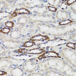 Immunohistochemistry - Anti-BAP29 Antibody (A15180) - Antibodies.com