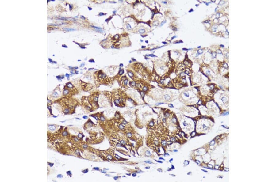 Immunohistochemistry - Anti-BAP29 Antibody (A15180) - Antibodies.com