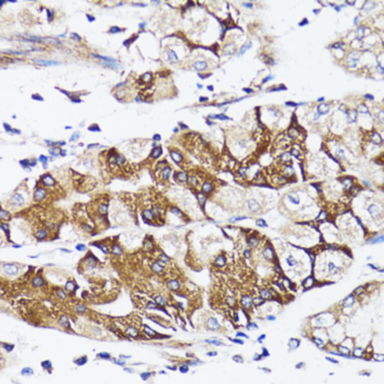 Immunohistochemistry - Anti-BAP29 Antibody (A15180) - Antibodies.com