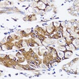 Immunohistochemistry - Anti-BAP29 Antibody (A15180) - Antibodies.com