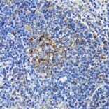 Immunohistochemistry - Anti-BAP29 Antibody (A15180) - Antibodies.com
