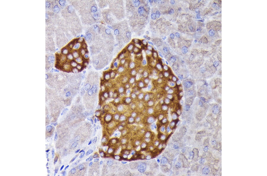Immunohistochemistry - Anti-Synaptophysin Antibody (A15183) - Antibodies.com