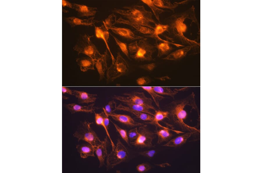 Immunofluorescence - Anti-Synaptophysin Antibody (A15183) - Antibodies.com