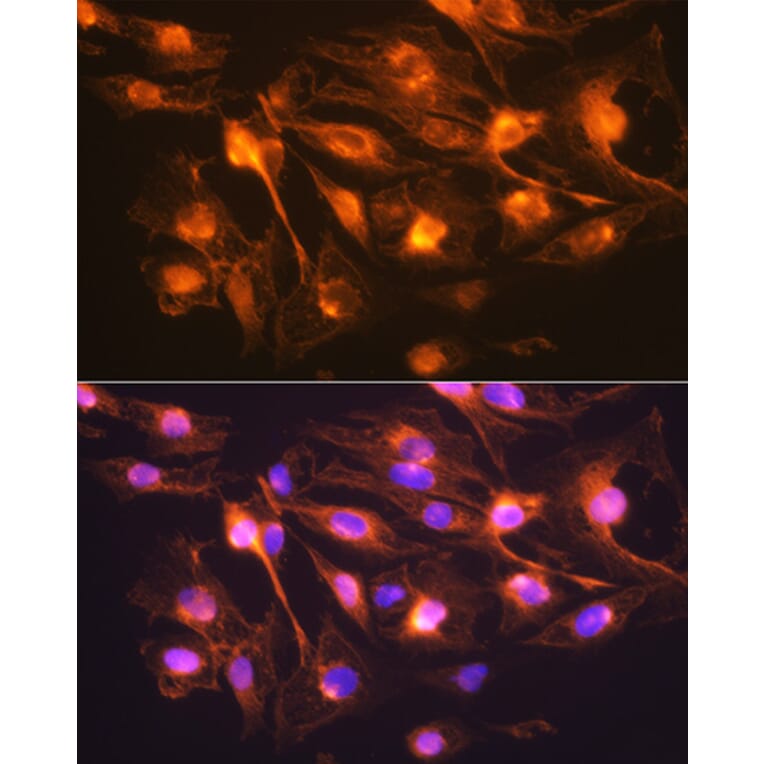 Immunofluorescence - Anti-Synaptophysin Antibody (A15183) - Antibodies.com