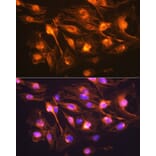 Immunofluorescence - Anti-Synaptophysin Antibody (A15183) - Antibodies.com