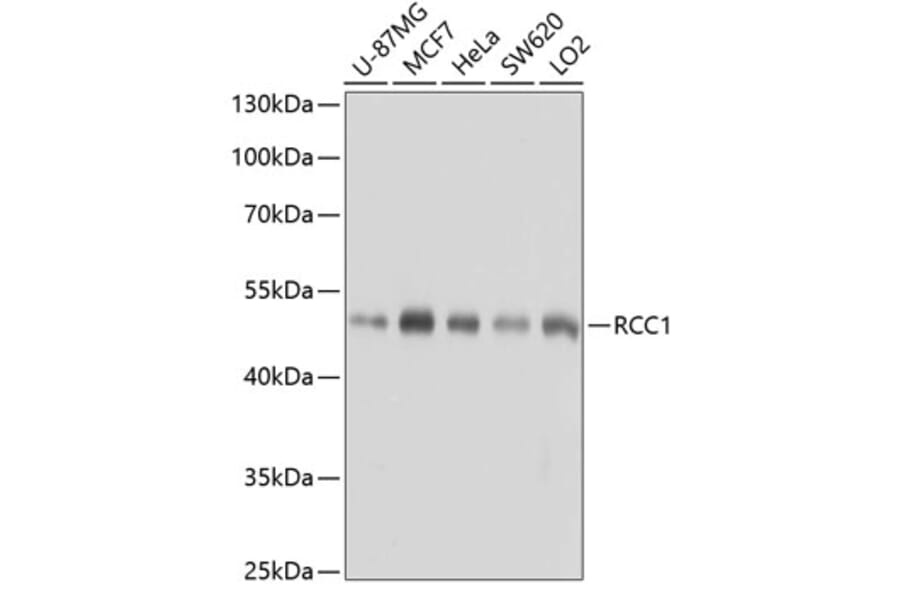 Western Blot - Anti-RCC1 Antibody (A15185) - Antibodies.com