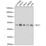 Western Blot - Anti-RCC1 Antibody (A15185) - Antibodies.com