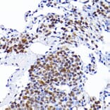 Immunohistochemistry - Anti-RCC1 Antibody (A15185) - Antibodies.com