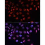 Immunofluorescence - Anti-RCC1 Antibody (A15185) - Antibodies.com