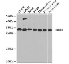 Western Blot - Anti-RHOH Antibody (A15186) - Antibodies.com