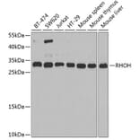 Western Blot - Anti-RHOH Antibody (A15186) - Antibodies.com