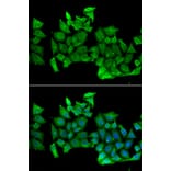 Immunofluorescence - Anti-RHOH Antibody (A15186) - Antibodies.com