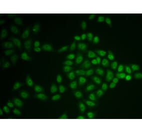 Immunofluorescence - Anti-BTG1 Antibody (A15187) - Antibodies.com