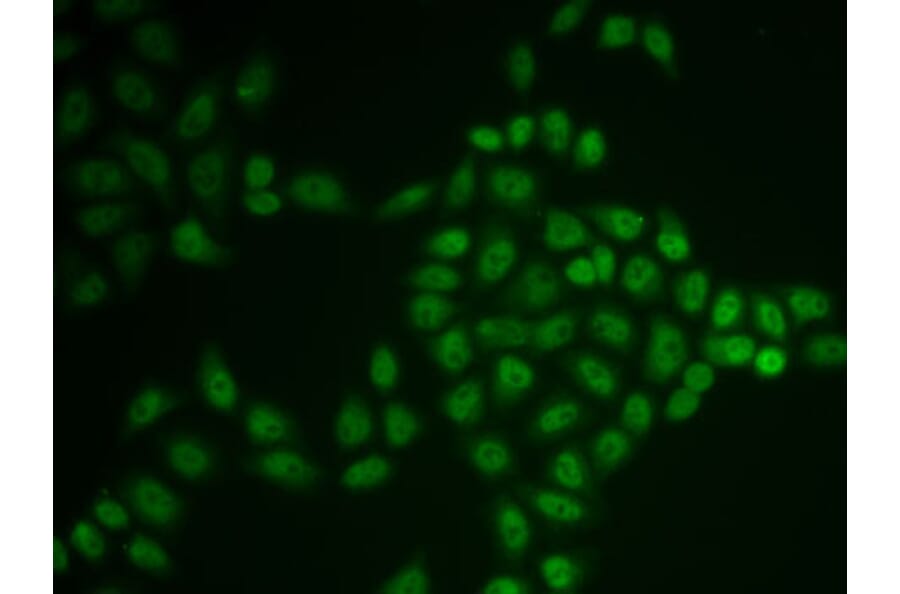 Immunofluorescence - Anti-BTG1 Antibody (A15187) - Antibodies.com