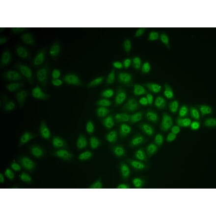 Immunofluorescence - Anti-BTG1 Antibody (A15187) - Antibodies.com