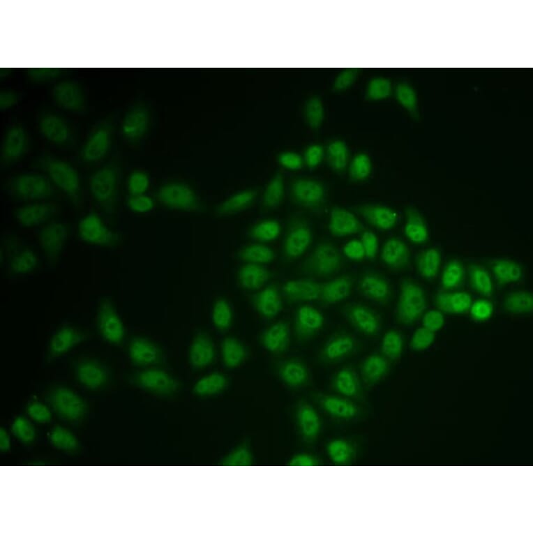 Immunofluorescence - Anti-BTG1 Antibody (A15187) - Antibodies.com