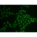 Immunofluorescence - Anti-BTG1 Antibody (A15187) - Antibodies.com