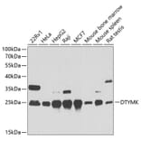 Western Blot - Anti-DTYMK Antibody (A15191) - Antibodies.com