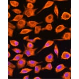 Immunofluorescence - Anti-DTYMK Antibody (A15191) - Antibodies.com