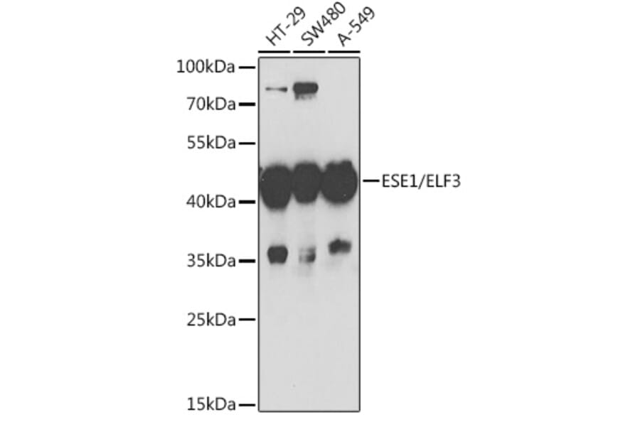Western Blot - Anti-ESE1 Antibody (A15192) - Antibodies.com