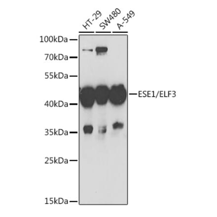Western Blot - Anti-ESE1 Antibody (A15192) - Antibodies.com