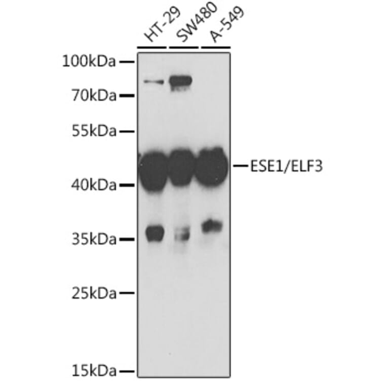 Western Blot - Anti-ESE1 Antibody (A15192) - Antibodies.com