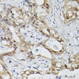 Immunohistochemistry - Anti-ESE1 Antibody (A15192) - Antibodies.com