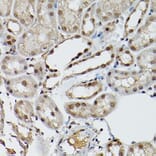 Immunohistochemistry - Anti-ESE1 Antibody (A15192) - Antibodies.com