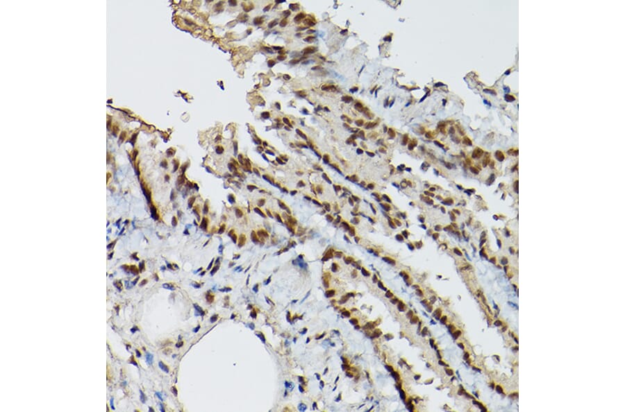 Immunohistochemistry - Anti-ESE1 Antibody (A15192) - Antibodies.com