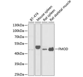 Western Blot - Anti-Fibromodulin Antibody (A15194) - Antibodies.com