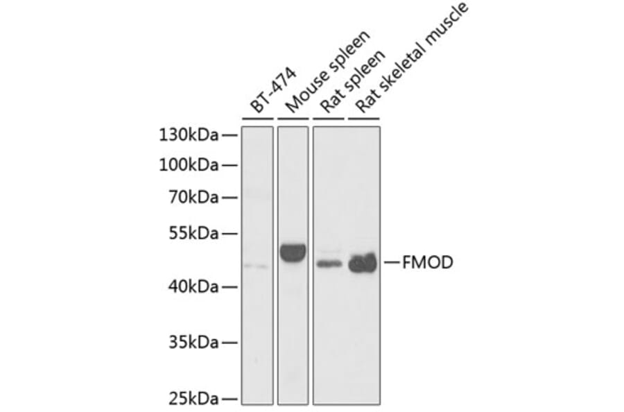 Western Blot - Anti-Fibromodulin Antibody (A15194) - Antibodies.com