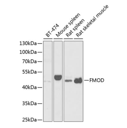 Western Blot - Anti-Fibromodulin Antibody (A15194) - Antibodies.com